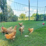 Pals de tanca d'aus de corral de fibra de vidre de Pulwell: assegureu el vostre ramat amb tanques duradores i de baix -manteniment